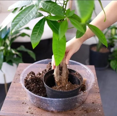 Repotting a Money Tree Step-by-Step