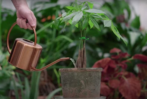 Mimicking Tropical Rainfall
