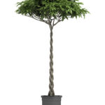 Money Tree