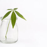 Money tree cutting propagating in water