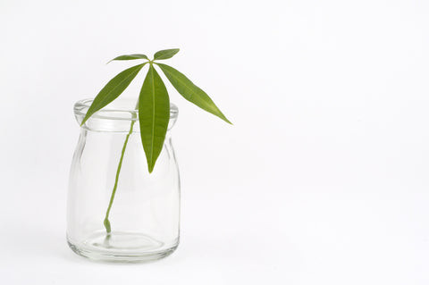 Pachira aquatica money tree