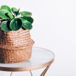A vibrant green money plant with coin-shaped leaves, symbolizing wealth and growth