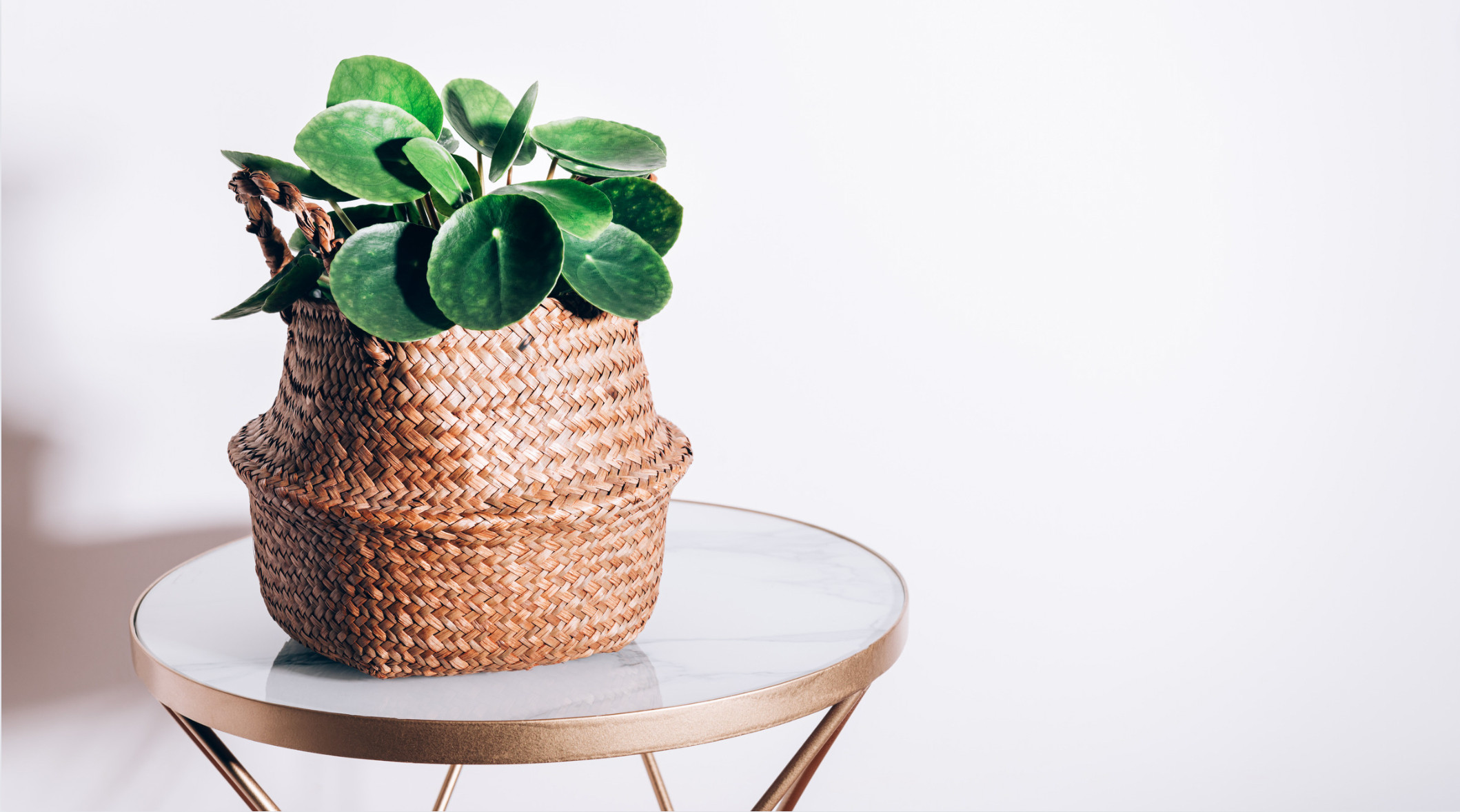 A vibrant green money plant with coin-shaped leaves, symbolizing wealth and growth