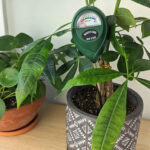 Close-up of money plant leaves showing signs of needing water