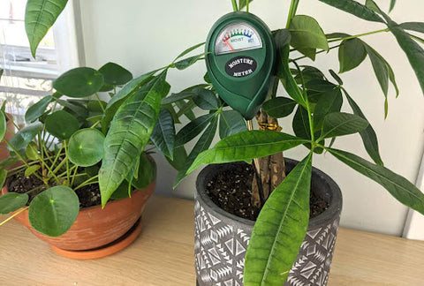Money Tree Best Watering Practices