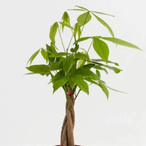 A well-cared-for Money Tree, symbolizing the rejuvenation and growth after pruning.