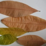 Money Tree Leaves Turning Brown