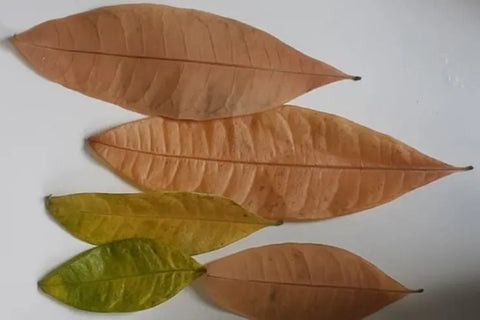 Money Tree Leaves Turning Brown