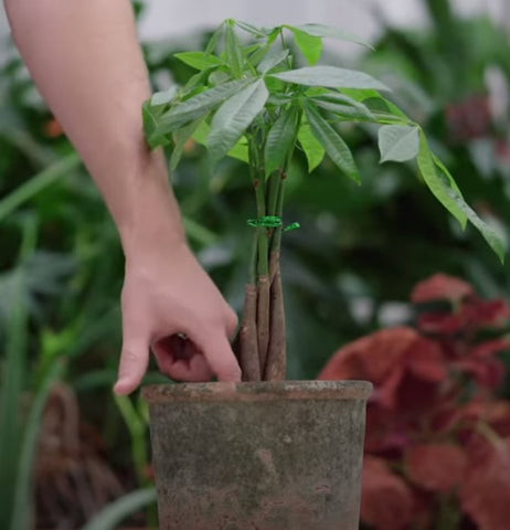 Money Tree Special Watering Considerations