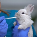 Rabbit Adoption - where to buy a rabbit , rabbit lifespan