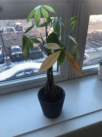 Signs of Money Tree Transplant Shock
