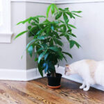 Understanding the Sunlight Needs of Money Trees