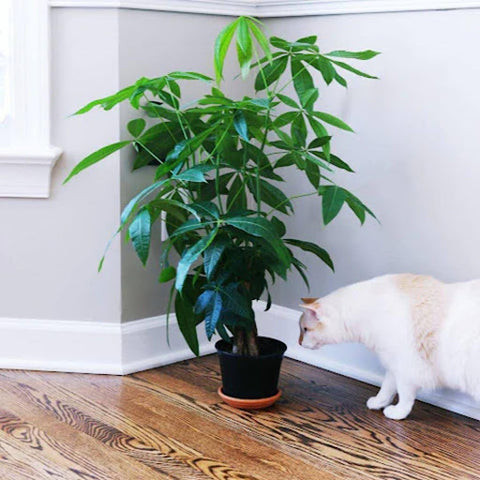 Understanding the Sunlight Needs of Money Trees