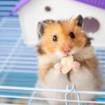 Hamster cage setup with wheel, bedding, and toys