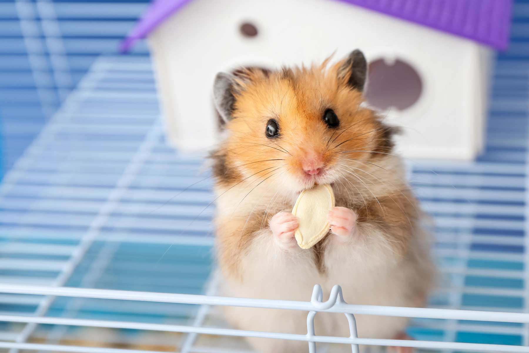 Hamster cage setup with wheel, bedding, and toys