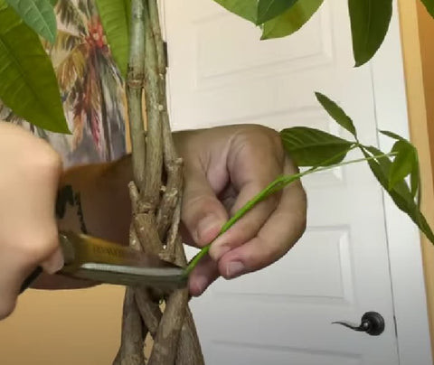 A calendar highlighting spring and early summer as the best times for pruning Money Trees.