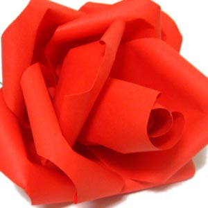 Dollar Bill Rose